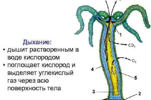 Кракен переход